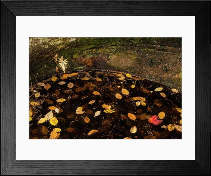 Framed Print : A pool with floating autumn leaves, Waterville Valley, New Hampshire, USA Framed Print : A pool with floating autumn leaves, Waterville Valley, New Hampshire, USA