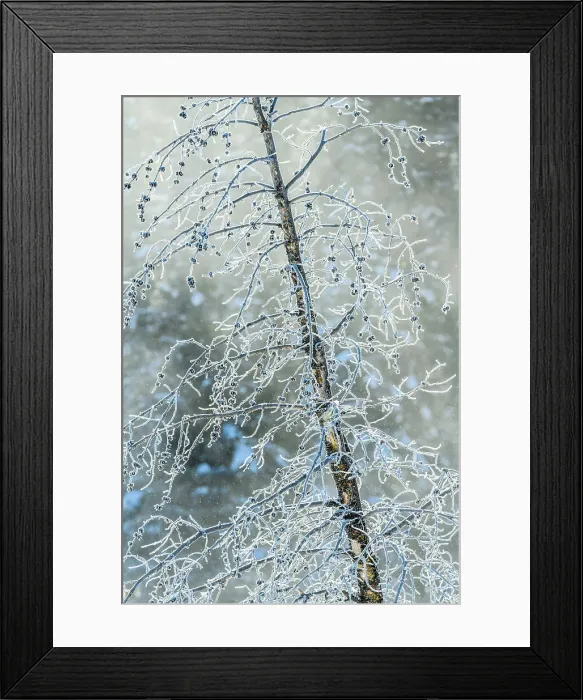 Framed Print : Frosted trees near Soda Butte Crek Framed Print : Frosted trees near Soda Butte Crek