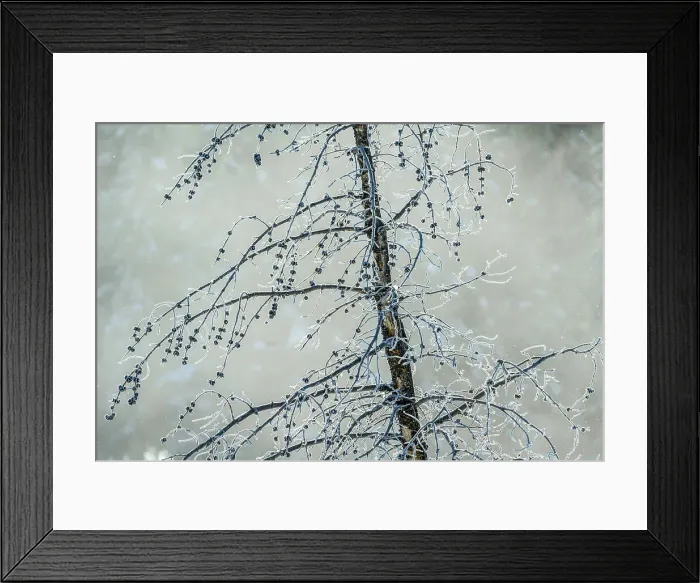 Framed Print : Frosted trees near Soda Butte Crek, Yellowstone National Park, Wyoming, USA