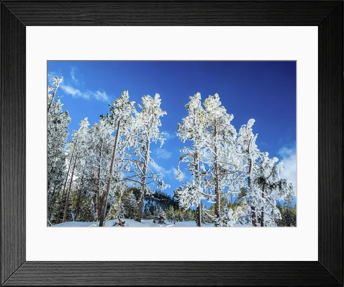 Framed Print : Frosted trees at Beryl Spring, Yellowstone National Park, Wyoming, USA Framed Print : Frosted trees at Beryl Spring, Yellowstone National Park, Wyoming, USA