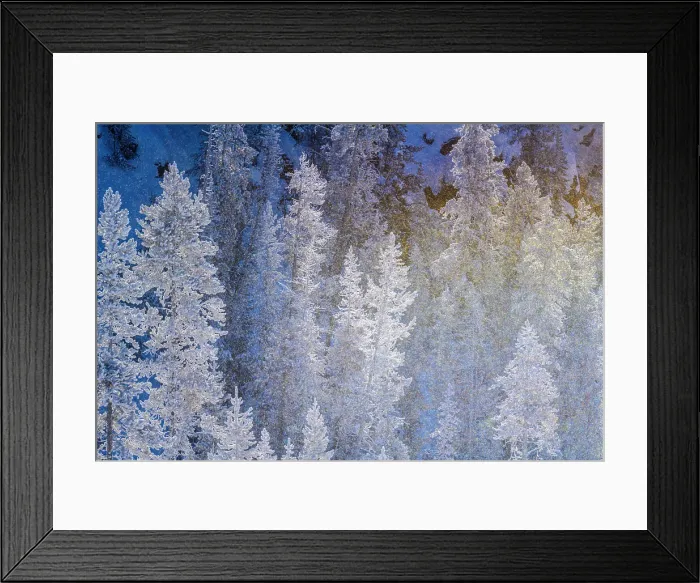 Framed Print : Frosted trees near Gibbon Meadows, Yellowstone National Park, Wyoming, USA Framed Print : Frosted trees near Gibbon Meadows, Yellowstone National Park, Wyoming, USA