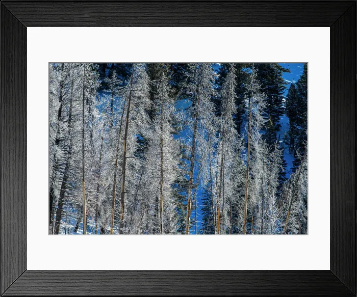 Framed Print : Morning frost on the Madison River on a cold morning, Yellowstone National Park, Wyoming, USA
