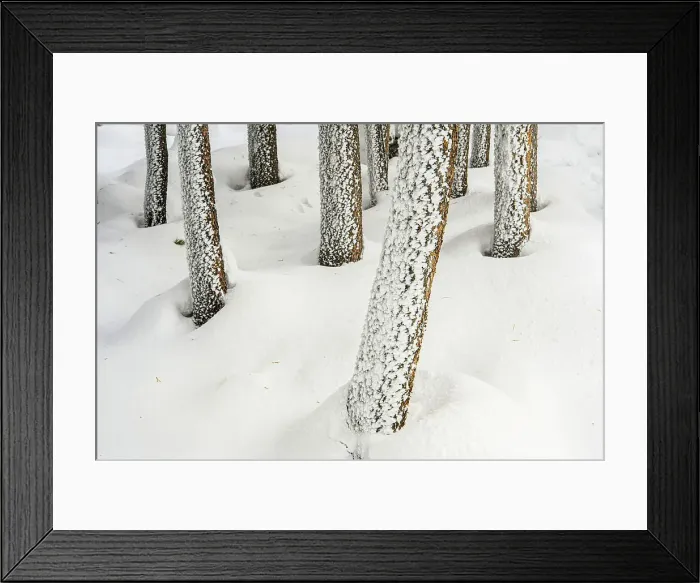 Framed Print : Norris Geyser Basin, Yellowstone National Park, Wyoming, USA Framed Print : Norris Geyser Basin, Yellowstone National Park, Wyoming, USA