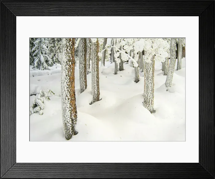 Framed Print : Norris Geyser Basin, Yellowstone National Park, Wyoming, USA Framed Print : Norris Geyser Basin, Yellowstone National Park, Wyoming, USA