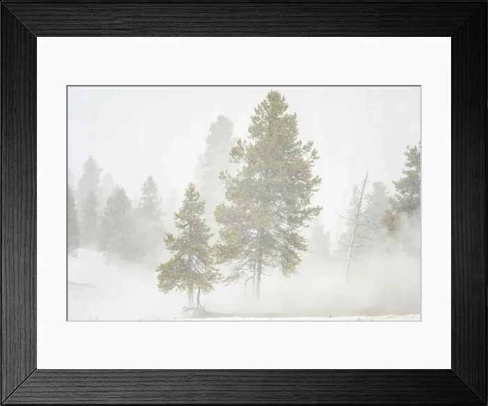 Framed Print : Pine trees in winter steam, Yellowstone National Park, Midway Geyser Basin, Wyoming, USA Framed Print : Pine trees in winter steam, Yellowstone National Park, Midway Geyser Basin, Wyoming, USA