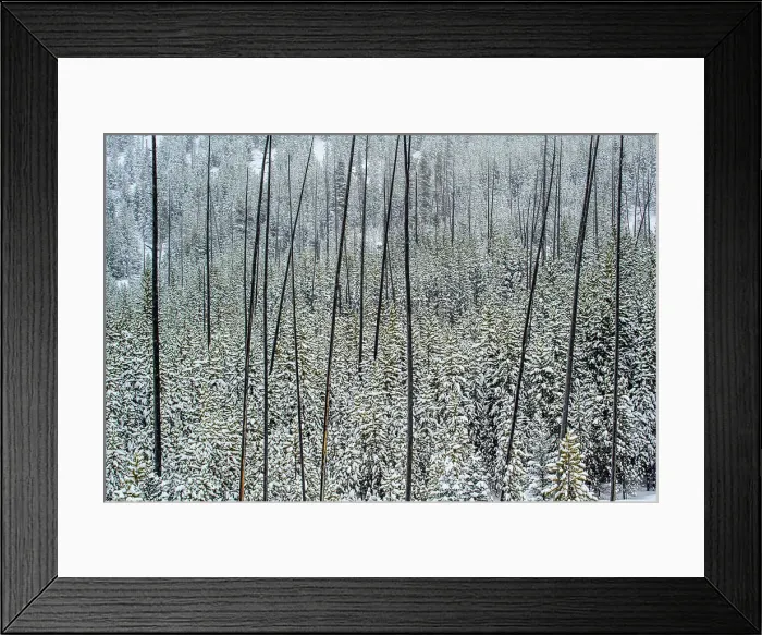 Framed Print : Snowy lodgepole forest regenerating after an earlier fire, Yellowstone National Park, Wyoming, USA Framed Print : Snowy lodgepole forest regenerating after an earlier fire, Yellowstone National Park, Wyoming, USA
