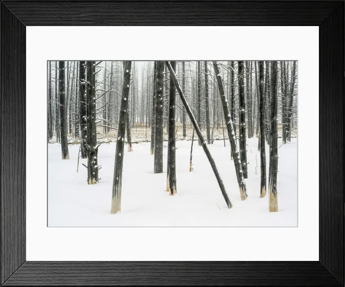 Framed Print : Ghost trees near Fountain flats in winter, Yellowstone National Park, Wyoming, USA Framed Print : Ghost trees near Fountain flats in winter, Yellowstone National Park, Wyoming, USA
