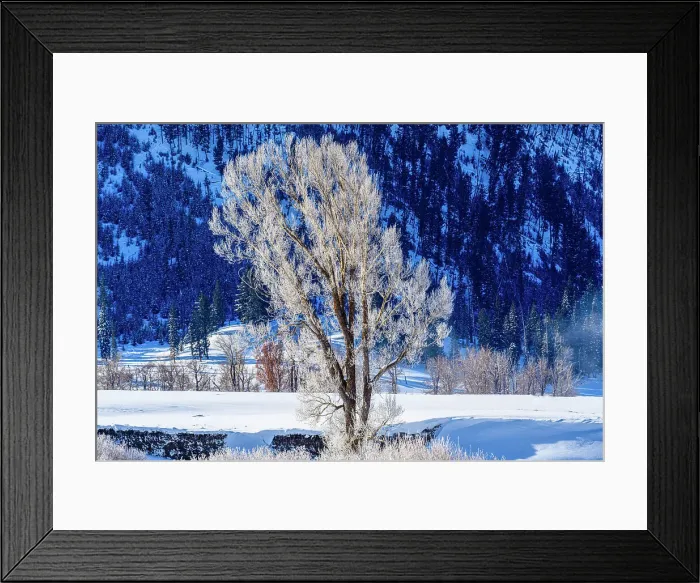 Framed Print : Winter cottonwoods in the Lamar Valley, Yellowstone National Park, Wyoming, USA Framed Print : Winter cottonwoods in the Lamar Valley, Yellowstone National Park, Wyoming, USA