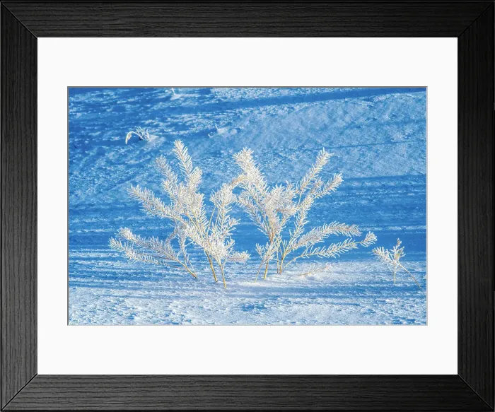 Framed Print : Frosted herbs in the Lamar Valley Framed Print : Frosted herbs in the Lamar Valley