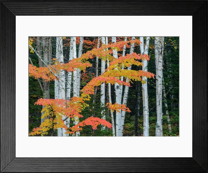 Framed Print : Autumn trees, , New Hampshire, USA Framed Print : Autumn trees, , New Hampshire, USA