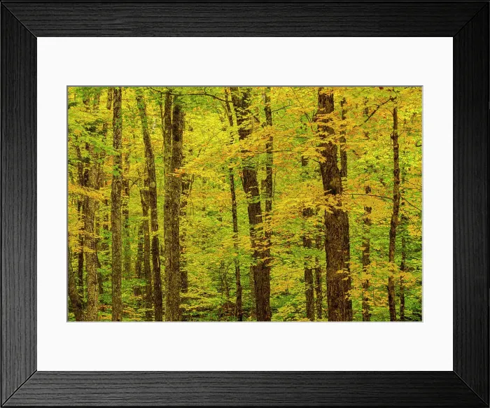 Framed Print : Autumn forest, Waterville Valley, New Hampshire, USA Framed Print : Autumn forest, Waterville Valley, New Hampshire, USA