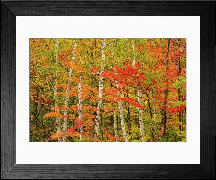 Framed Print : Autumn Trees, New Hampshire, USA Framed Print : Autumn Trees, New Hampshire, USA