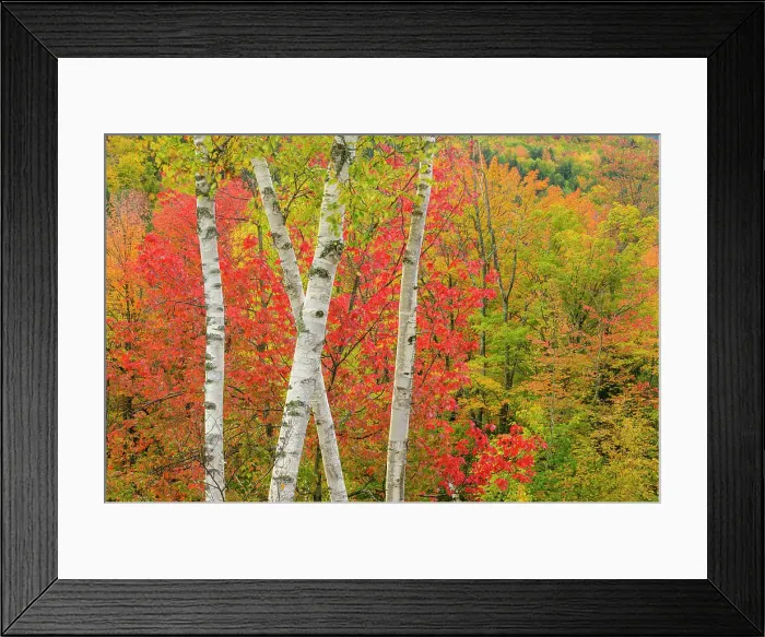 Framed Print : Autumn foliage, Gorham, New Hampshire, USA Framed Print : Autumn foliage, Gorham, New Hampshire, USA