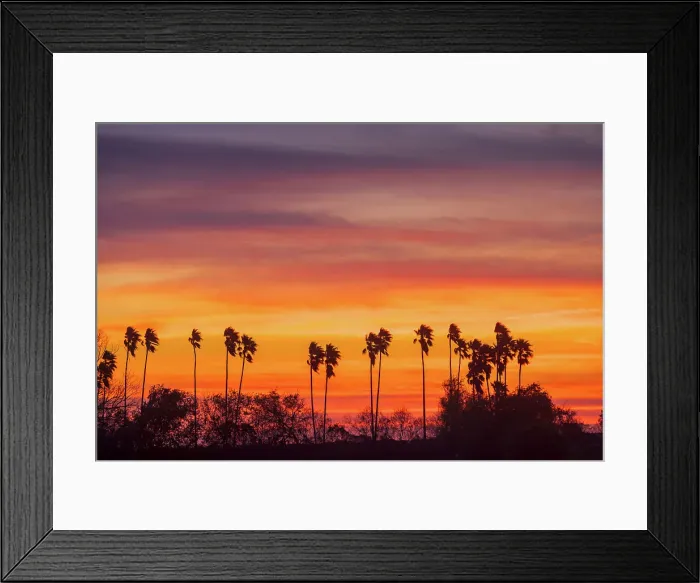 Framed Print : Palm trees at sunset, Mercedes, Texas, USA, Mercedes, Texas, USA Framed Print : Palm trees at sunset, Mercedes, Texas, USA, Mercedes, Texas, USA