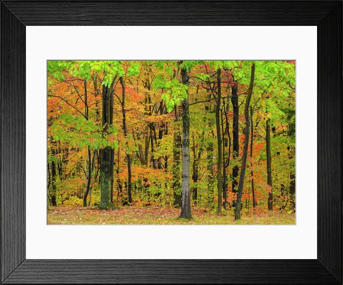 Framed Print : Autumn foliage, Gorham, New Hampshire, USA Framed Print : Autumn foliage, Gorham, New Hampshire, USA