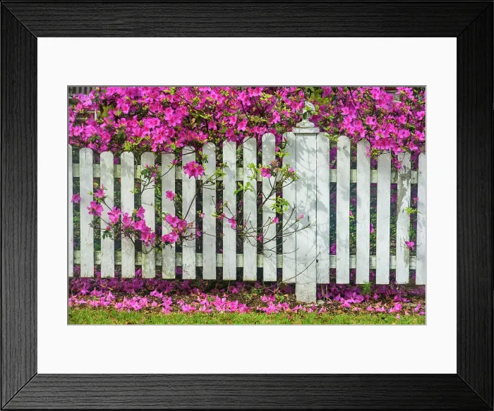 Framed Print : Flowering azaleas overhanging white fence, New Iberia, Louisiana, USA Framed Print : Flowering azaleas overhanging white fence, New Iberia, Louisiana, USA