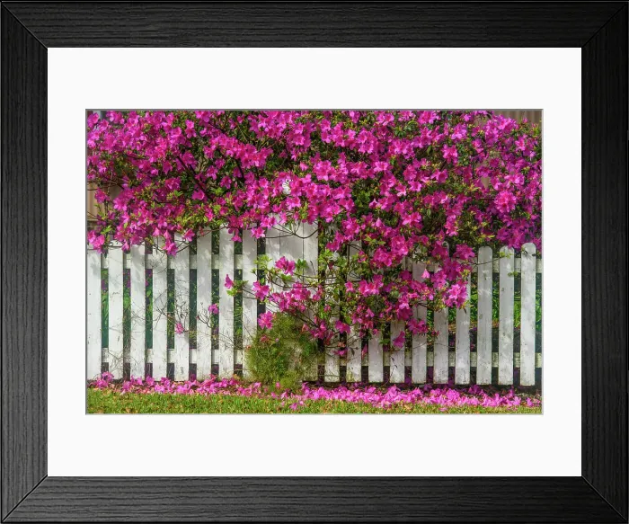 Framed Print : Flowering azaleas overhanging white fence, New Iberia, Louisiana, USA Framed Print : Flowering azaleas overhanging white fence, New Iberia, Louisiana, USA