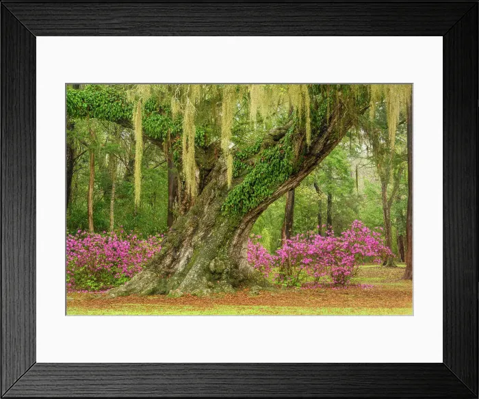 Framed Print : Flowering azaleas and southern live oak in early spring, Jungle Gardens, Avery Island, Louisiana, USA Framed Print : Flowering azaleas and southern live oak in early spring, Jungle Gardens, Avery Island, Louisiana, USA
