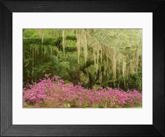 Framed Print : Flowering azaleas and southern live oak in early spring, Jungle Gardens, Avery Island, Louisiana, USA Framed Print : Flowering azaleas and southern live oak in early spring, Jungle Gardens, Avery Island, Louisiana, USA