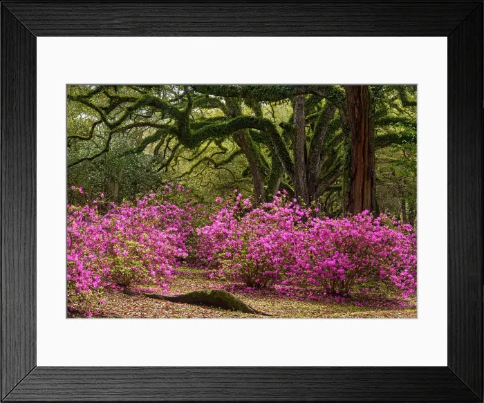 Framed Print : Flowering azaleas and southern live oak in early spring, Jungle Gardens, Avery Island, Louisiana, USA Framed Print : Flowering azaleas and southern live oak in early spring, Jungle Gardens, Avery Island, Louisiana, USA