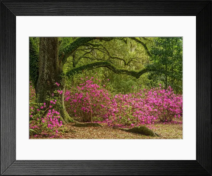 Framed Print : Flowering azaleas and southern live oak in early spring, Jungle Gardens, Avery Island, Louisiana, USA Framed Print : Flowering azaleas and southern live oak in early spring, Jungle Gardens, Avery Island, Louisiana, USA