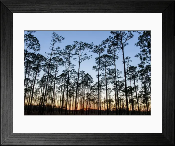 Framed Print : Pine woodland at sunset, Big Branch NWR, Boyscout Road, Lacombe, Louisiana, USA