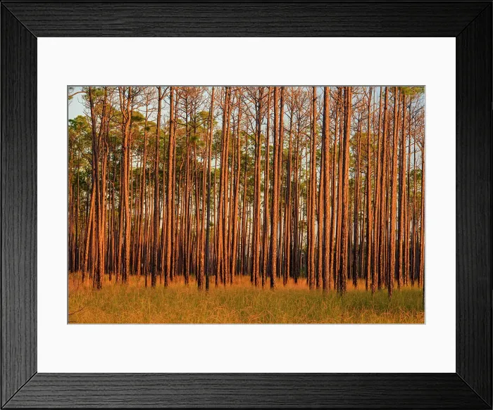 Framed Print : Pine trees at the edge of a marsh, Big Branch NWR, Boyscout Road, Lacombe, Louisiana, USA Framed Print : Pine trees at the edge of a marsh, Big Branch NWR, Boyscout Road, Lacombe, Louisiana, USA