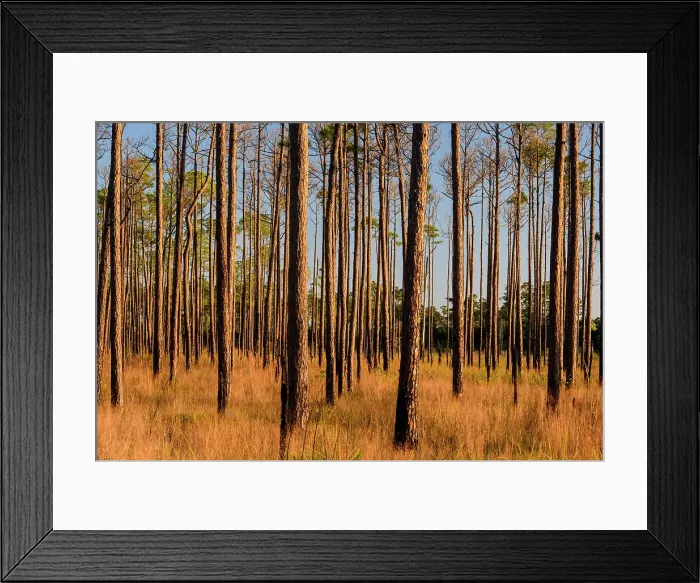 Framed Print : Pine trees at the edge of a marsh, Big Branch NWR, Boyscout Road, Lacombe, Louisiana, USA Framed Print : Pine trees at the edge of a marsh, Big Branch NWR, Boyscout Road, Lacombe, Louisiana, USA