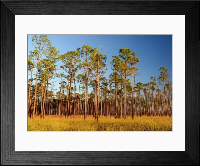 Framed Print : Pine trees at the edge of a marsh, Big Branch NWR, Boyscout Road, Lacombe, Louisiana, USA Framed Print : Pine trees at the edge of a marsh, Big Branch NWR, Boyscout Road, Lacombe, Louisiana, USA