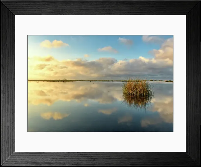 Framed Print : Marsh grasses in a wetland near Lake Pontchartrain, Fontainebleau State Park, Louisiana, USA Framed Print : Marsh grasses in a wetland near Lake Pontchartrain, Fontainebleau State Park, Louisiana, USA