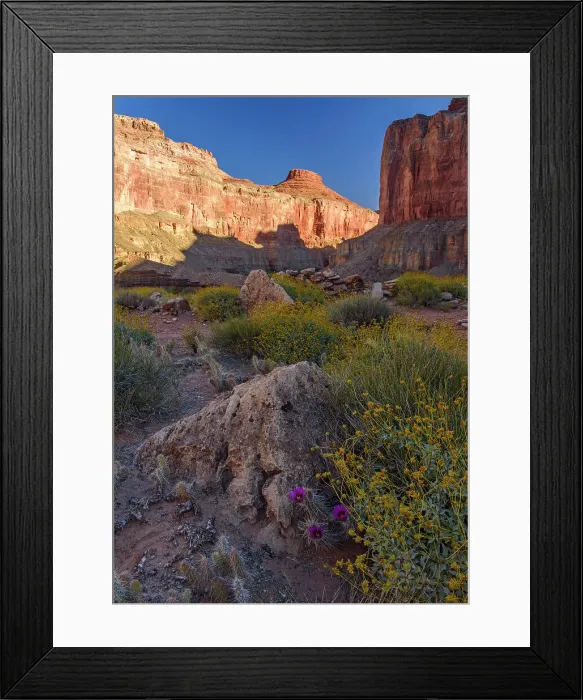Framed Print : Plant community on the arid delta at Nankoweep, Grand Canyon National Park, Arizona, USA Framed Print : Plant community on the arid delta at Nankoweep, Grand Canyon National Park, Arizona, USA