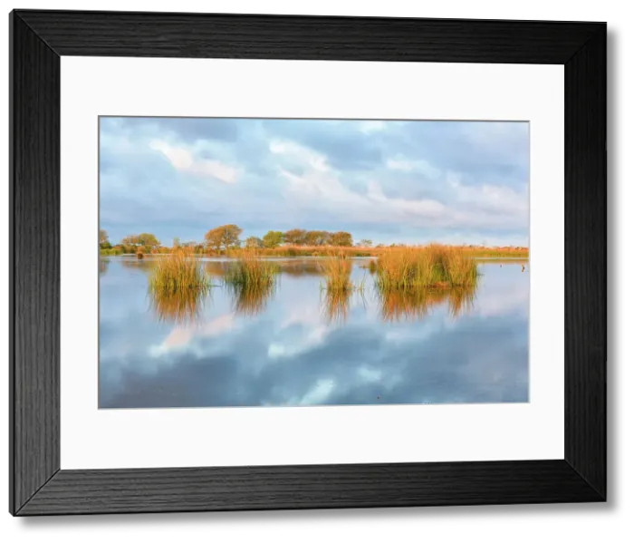 Framed Print : Marsh grasses in a wetland near Lake Pontchartrain, Fontainebleau State Park, Louisiana, USA Framed Print : Marsh grasses in a wetland near Lake Pontchartrain, Fontainebleau State Park, Louisiana, USA