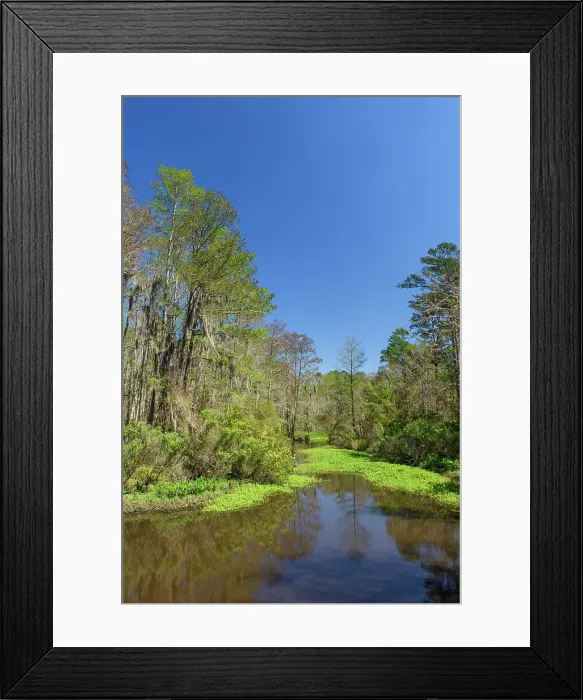 Framed Print : Spring trees in a bayou, Mandeville, Louisiana, USA Framed Print : Spring trees in a bayou, Mandeville, Louisiana, USA