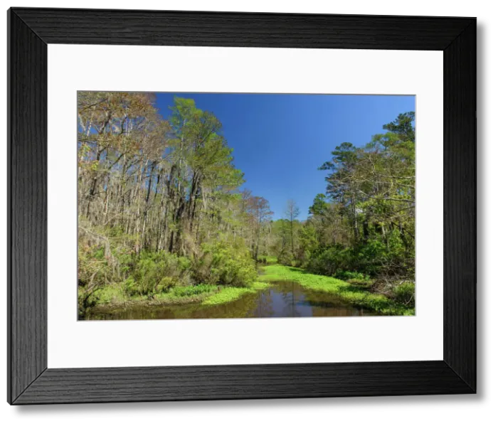 Framed Print : Spring trees in a bayou, Mandeville, Louisiana, USA Framed Print : Spring trees in a bayou, Mandeville, Louisiana, USA