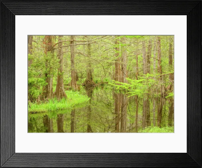 Framed Print : The Beaver Pond, near Bayou Castine, in spring, Northlake Nature Center, Mandeville, Louisiana, USA