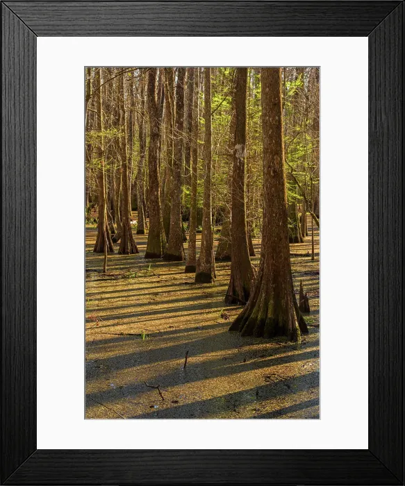 Framed Print : Cypress swamp, Abbeville, Louisiana, USA Framed Print : Cypress swamp, Abbeville, Louisiana, USA