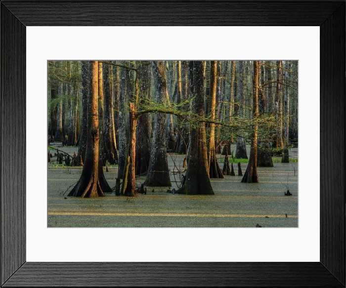 Framed Print : Cypress swamp, Abbeville, Louisiana, USA Framed Print : Cypress swamp, Abbeville, Louisiana, USA