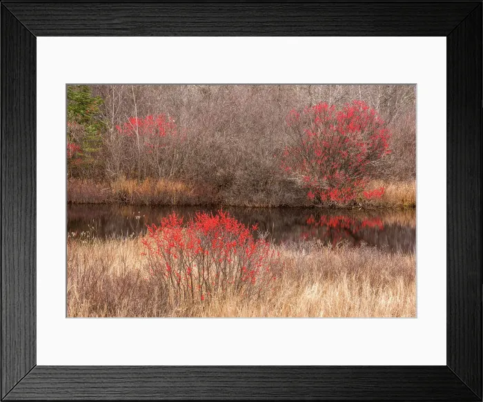 Framed Print : Wetland in autumn with cranberries, Alger County, Michigan, USA Framed Print : Wetland in autumn with cranberries, Alger County, Michigan, USA