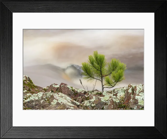 Framed Print : Amnicon River with shoreline pine tree, Amnicon Falls State Park, Wisconsin, USA Framed Print : Amnicon River with shoreline pine tree, Amnicon Falls State Park, Wisconsin, USA