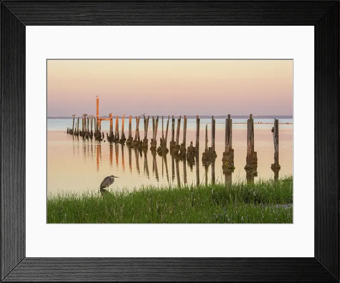 Framed Print : Pilings in St. Marks Bay at dawn, St. Marks NWR, Florida, USA Framed Print : Pilings in St. Marks Bay at dawn, St. Marks NWR, Florida, USA