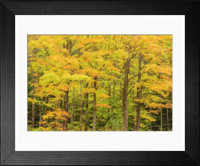 Framed Print : Autumn forest, Hulbert's Corner, Michigan, USA Framed Print : Autumn forest, Hulbert's Corner, Michigan, USA