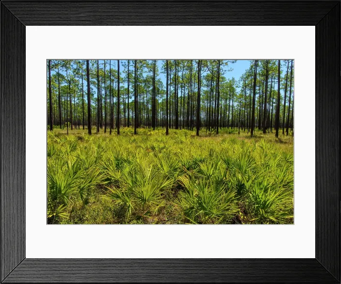 Framed Print : Saw palmettoes and long leaf pines, St. Marks NWR, Florida, USA Framed Print : Saw palmettoes and long leaf pines, St. Marks NWR, Florida, USA