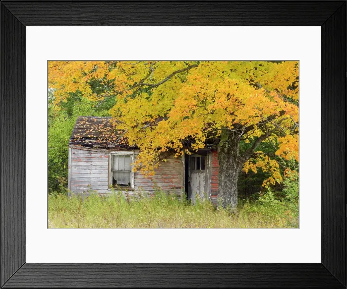 Framed Print : Autumn maple and dilapidated cabin, near Seney, Michigan, USA Framed Print : Autumn maple and dilapidated cabin, near Seney, Michigan, USA