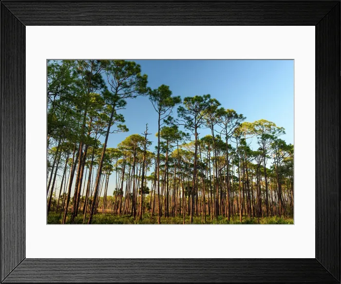 Framed Print : Slash pine woodland, St. Marks NWR, Florida, USA Framed Print : Slash pine woodland, St. Marks NWR, Florida, USA