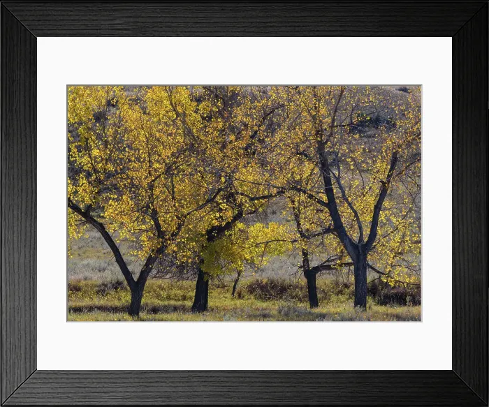 Framed Print : Cottonwood trees in autumn Framed Print : Cottonwood trees in autumn