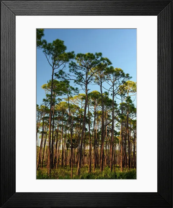 Framed Print : Slash pine woodland, St. Marks NWR, Florida, USA Framed Print : Slash pine woodland, St. Marks NWR, Florida, USA