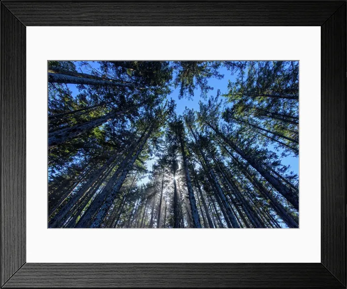 Framed Print : Tall trees in the mist, Cape Lookout State Park, Oregon, USA Framed Print : Tall trees in the mist, Cape Lookout State Park, Oregon, USA