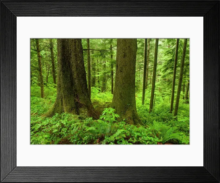 Framed Print : Temperate rainforest, Oswald West State Park, Oregon, USA Framed Print : Temperate rainforest, Oswald West State Park, Oregon, USA