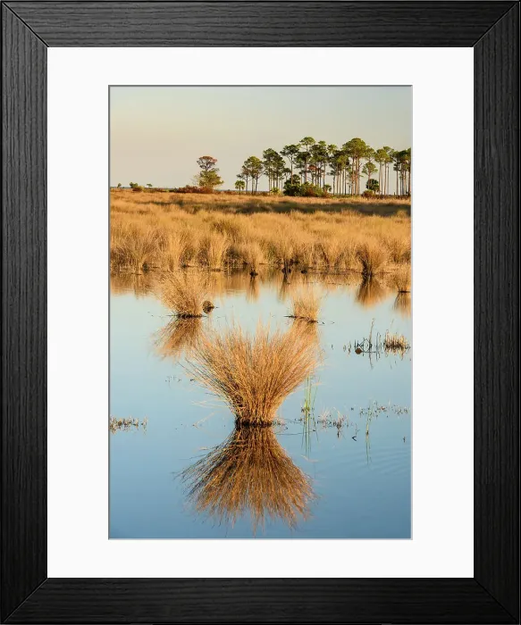 Framed Print : Hummocks of marsh grasses in a salt water marsh, St. Marks NWR, Florida, USA Framed Print : Hummocks of marsh grasses in a salt water marsh, St. Marks NWR, Florida, USA