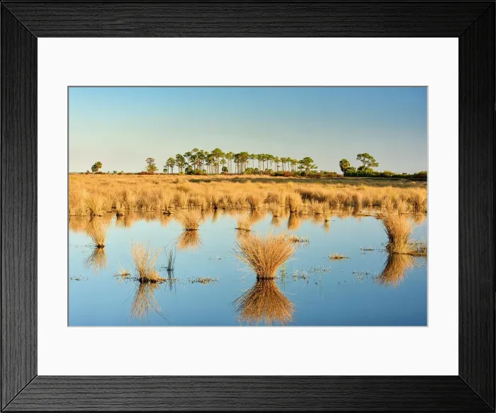 Framed Print : Hummocks of marsh grasses in a salt water marsh, St. Marks NWR, Florida, USA Framed Print : Hummocks of marsh grasses in a salt water marsh, St. Marks NWR, Florida, USA